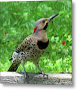 Yellow-shafted Northern Flicker Metal Print
