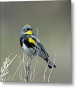 Yellow Warbler Metal Print