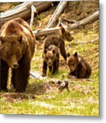 Yellowstone Grizzly Triplets With Mom Metal Print