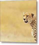 Young Adult Cheetah Banner Metal Print