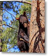 Young Black Bear In Tree 1, Arizona Metal Print