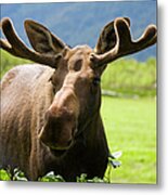 Young Bull Moose Metal Print