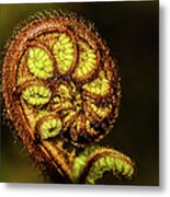 Young Fern Leaves Metal Print