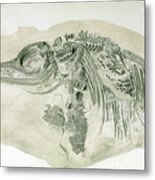 Young Ichthyosaurus From Lyme Regis Metal Print