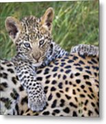 Young Leopard Cub Atop Mother Metal Print