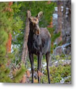 Young Moose In The Morning Forest Metal Print