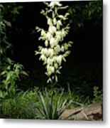 Yucca Blossoms Metal Print