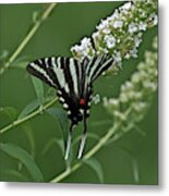 Zebra Swallowtail On Butterfly Bush Metal Print