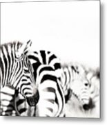Zebras Black And White Metal Print