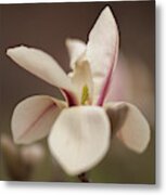 Zen Magnolia Metal Print