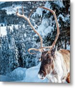 A Reindeer Walks On A Snowy Road #1 Metal Print