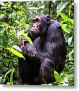 Adult Chimpanzee, Pan Troglodytes, In The Tropical Rainforest Of #1 Metal Print