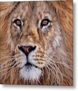 African Lion Painting #1 Metal Print