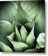 Agave #1 Metal Print