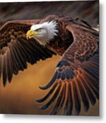 American Bald Eagle In Flight #1 Metal Print