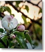 Apple Blossom #1 Metal Print