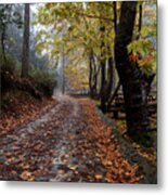 Autumn Landscape With Trees And Autumn Leaves On The Ground After Rain Metal Print