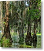 Bald Cypresses, Lake Martin, Louisiana Metal Print