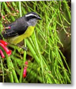 Bananaquit Canaguaros Tauramena Casanare Colombia #1 Metal Print