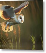 Barn Owl In Flight #1 Metal Print
