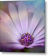 Beautiful Daisy #1 Metal Print