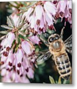 Bee On A Flower #1 Metal Print
