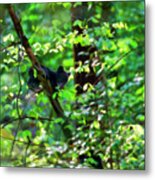 Black Bear Cubs Climbing In The Trees Playing .......paintography #1 Metal Print