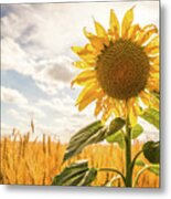 Blooming Sunflower In Rural Farmland.  #1 Metal Print