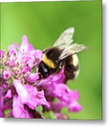 Bombus Hortorum, Garden Bumblebee, Pollinating Some Flower In Slovakia Grassland. Metal Print