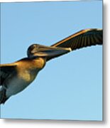 Brown Pelican, Pelecanus Occidentalis, Elizabeth Bay, Isabela Island, Galapagos Islands, Ecuador #1 Metal Print