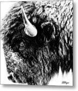 Buffalo Black And White Portrait Ii Metal Print