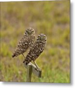 Burrowing Owl Pair #1 Metal Print