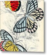Butterflies. William Jardine #1 Metal Print