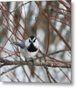 Chickadee #1 Metal Print