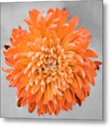 Chrysanthemum Flower Joy-orange Metal Print
