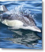 Cruising Dolphin #1 Metal Print