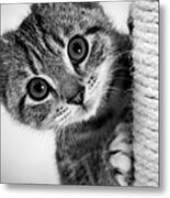 Cute Kitten #2 Metal Print