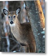 Deer In The Woods #1 Metal Print