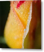 Dew On Yellow Rose #1 Metal Print