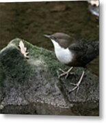 Dipper #1 Metal Print