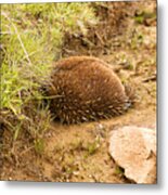 Echidna Burrowing For Protection #1 Metal Print