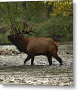 Bugle In The River Metal Print