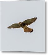 Eurasian Kestrel Falco Tinnunculus Costa Ballena Cadiz #1 Metal Print