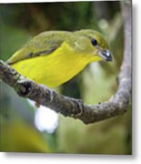 Female Thick Billed Euphonia Entreaguas Ibague Tolima Colombia Metal Print