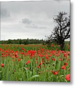 Field Full Of Red Beautiful Poppy Anemone Flowers And A Lonely Dry Tree. Spring Time, Spring Landscape Cyprus. Metal Print