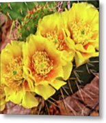 Five Cactus Blossoms #1 Metal Print