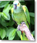 Green Parrot Portrait #1 Metal Print