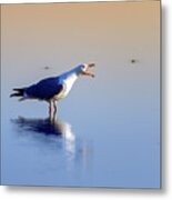 Gull Singing On The Water, Camargue, France #1 Metal Print