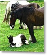 Gypsy Horses #1 Metal Print