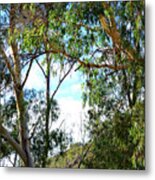Iconic Australian Bushland Scene With Tall Eucalyptus Trees And Shrubs. #1 Metal Print